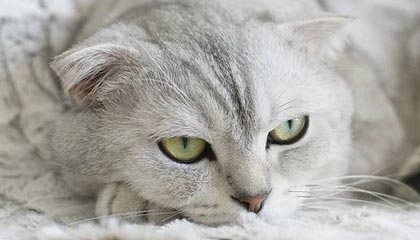 开云体育下载官网-穿越火线 Snake惊艳首秀 力克强敌晋级，cf可真是太厉害了